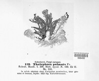 Thelephora palmata image